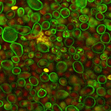 Naši odborníci na výzkum kvasinek otevřeli v časopise Science vědeckou debatu o apoptóze u nižších eukaryot
