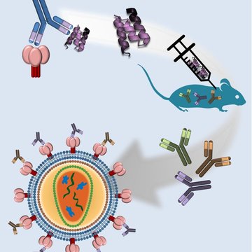 Proteins mimicking epitopes of broadly neutralizing antibodies as a promising way for development of HIV-1/AIDS vaccine
