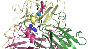 Unikátní typ vazby enzymu bilirubin oxidáza je zásadní pro rozvoj biotechnologických aplikací