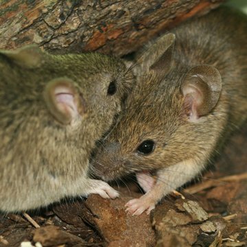 Zoologové z BIOCEV přispěli k objasnění neurálního kódování pachů v myším mozku