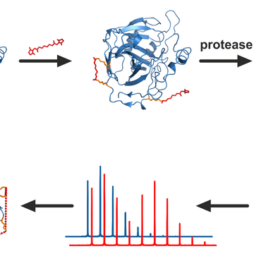 Charakterizace proteinové struktury pokročilou hmotnostní spektrometrií