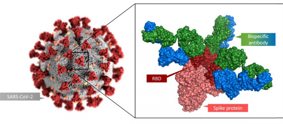 The bispecific antibody was developed within the ATAC research consortium, funded by the European Commission in April 2020 in response to the COVID-19 pandemic. Other members include San Matteo Hospital in Pavia (Italy), the Karolinska Institute (Sweden), Braunschweig University (Germany) and the Joint Research Centre of the European Commission.