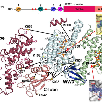 Regulatory mechanisms of C2-WW-HECT E3 ubiquitin ligases and the role of protein-protein interactions in their regulation