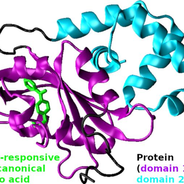Photoxenoprotein engineering for time-resolved structural biology