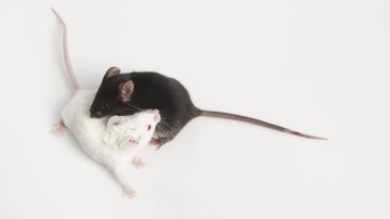 BIOCEV v médiích: Vědci chtějí poznat všechny myší geny, pomáhá to při léčení lidí