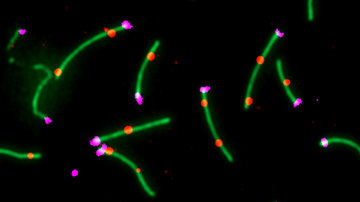 České myši (a čeští genetici) pomáhají poznávat tajemství štěpení DNA při tvorbě spermií