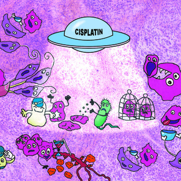 Review of Michal Masařík´s team on the unexpected therapeutic effects of cisplatin on the cover page of the Metallomics