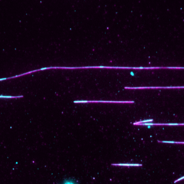 Tau forms protective coat on cytoskeletal filaments