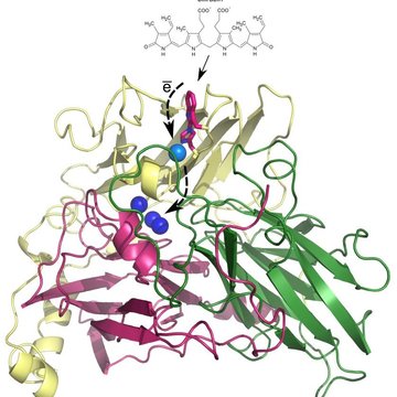Unique type of chemical bond in enzyme bilirubin oxidase is a key for development of biotechnological applications