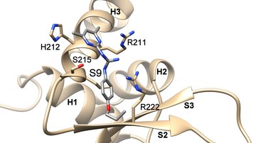 Innovative method of the Forhkead transcription factor FOXO3 regulation