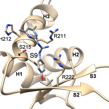 Innovative method of the Forhkead transcription factor FOXO3 regulation