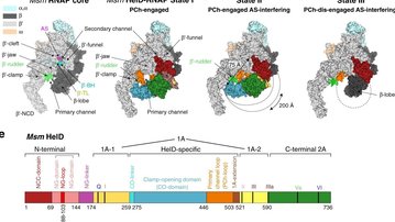 New possibilities in fight against pathogenic bacteria