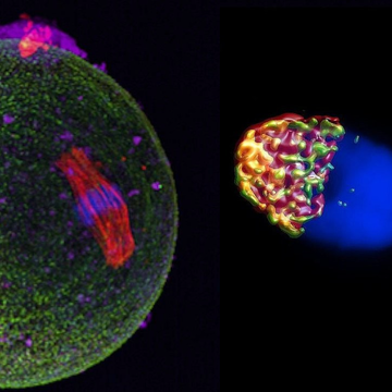 Research on the CD46 protein moves assisted reproduction towards the principles of natural conception