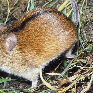 BIOCEV zoologists have mapped the spread of rodents from Asia to Europe. Genetic traces from the Ice Age helped them.