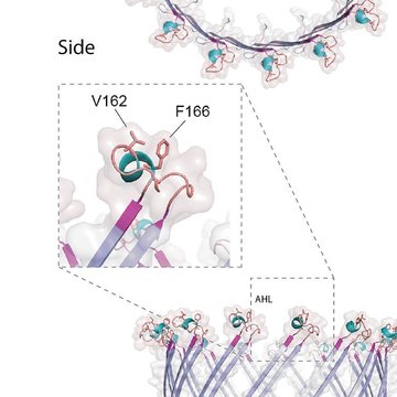 Can mitochondria export proteins to the cytosol? They most likely can.