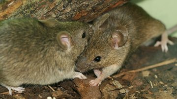 BIOCEV zoologists have helped to elucidate the neural coding of odours in the mouse brain