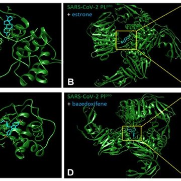 Oestrogen receptor modulators protect women against covid and other infections