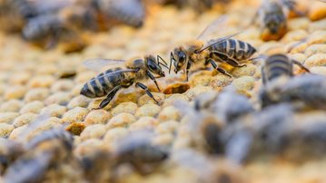 Detecting Counterfeit Bee Honey Will Now Be Easier