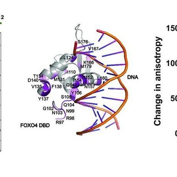 New Findings On The Structure Of The Foxo4: P53 Complex - A Key Factor In Senescence Regulation