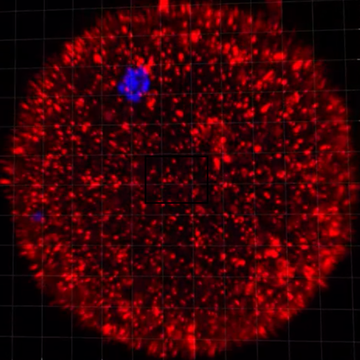 Protein named after the mythological goddess Maia plays a key role in the origin of life