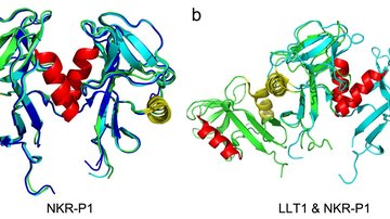 Functional clustering of surface receptors of human immune cells