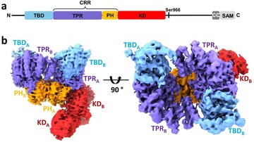 New findings on the structure of the protein kinase ASK1 - a key enzyme in the regulation of the cellular response to stress