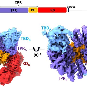 New findings on the structure of the protein kinase ASK1 - a key enzyme in the regulation of the cellular response to stress
