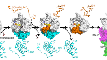 New results concerning a key complex regulating the Krebs cycle and oxidative phosphorylation