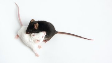Pachový kód myší a jeho zpracování mozkem