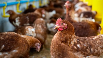 Parazitologové z BIOCEV pomáhají s vývojem efektivnějších vakcín proti onemocnění drůbeže