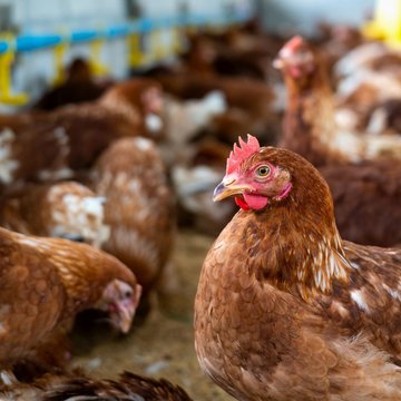 Parazitologové z BIOCEV pomáhají s vývojem efektivnějších vakcín proti onemocnění drůbeže