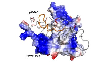 Structural basis of the interaction of transcription factors p53 and FOXO4