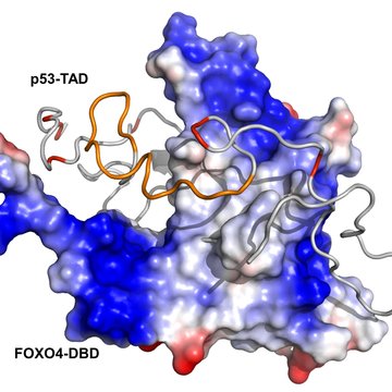 Structural basis of the interaction of transcription factors p53 and FOXO4