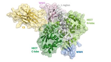 New structural insights reveal a detailed mechanism of Nedd4-2 enzyme regulation