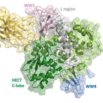 New structural insights reveal a detailed mechanism of Nedd4-2 enzyme regulation