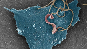 Život bez kyslíku mění strukturu mitochondriálních proteinů