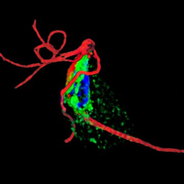 Center for Research of Pathogenicity and Virulence of Parasites