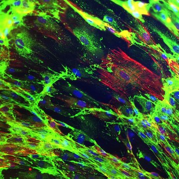 Kmenové buňky v epidermis a jejich užití v buněčné terapii