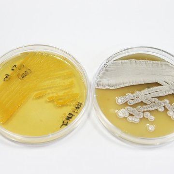 Research of Natural Substances: Structure and Function