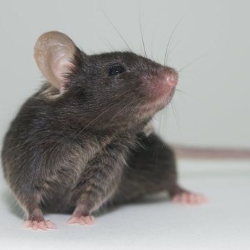 Sluchová funkce u mutantních myší