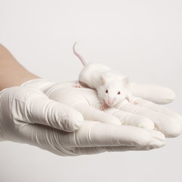 Geneticky modifikované myši jako nástroj pro studium obnovy a neoplastické transformace gastrointestinálního epitelu