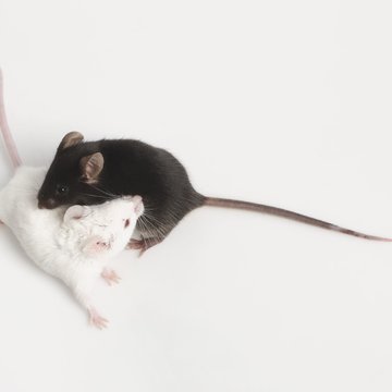 Myší molekulární genetika
